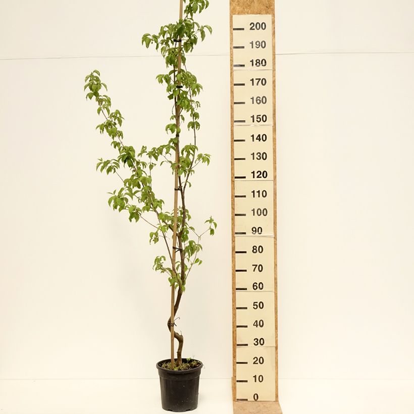Cornejo macho Flava - Cornus mas Maceta 7,5L/10LAltura de entrega aprox. 100/120cm Ejemplar entregado en la primavera