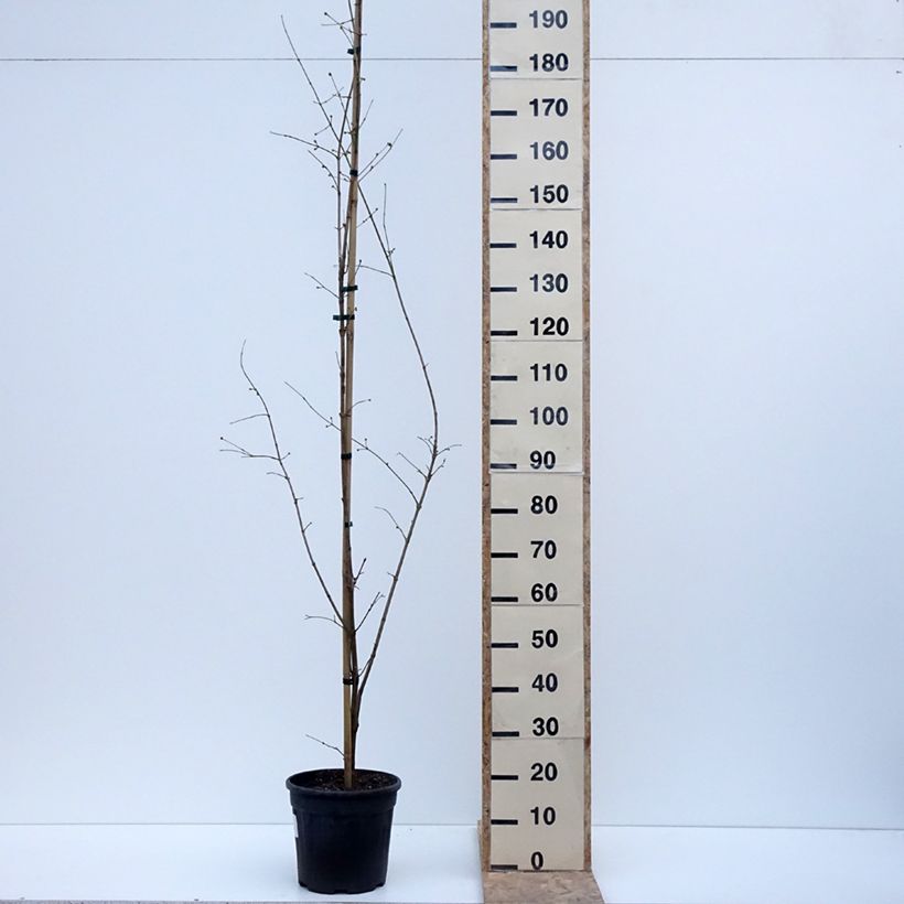Cornejo macho Florianka - Cornus mas Maceta 7,5L/10LAltura de entrega aprox. 100/120cm Ejemplar entregado en invierno