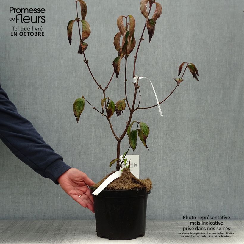 Ejemplar de Cornejo macho Jolico - Cornus mas Maceta 3L/4L entregado en otoño