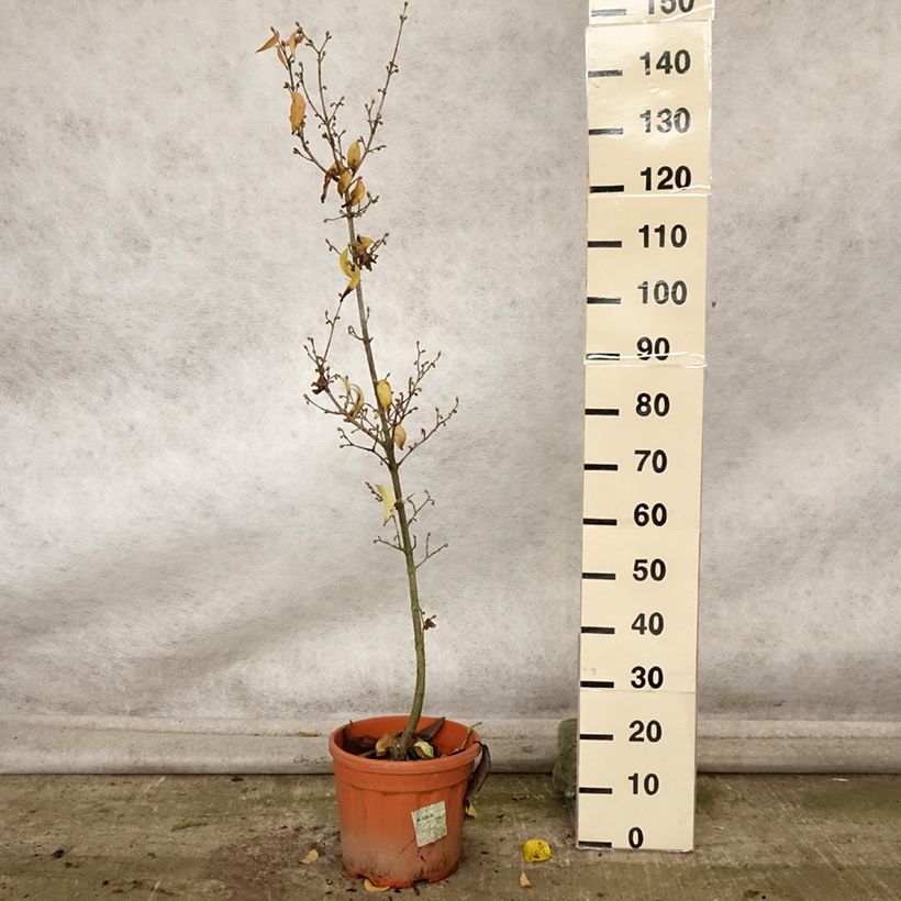 Ejemplar de Cornejo macho Kasanlak - Cornus mas Maceta 7,5L/10L entregado en otoño