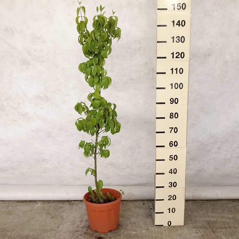 Ejemplar de Cornejo macho Kasanlak - Cornus mas Maceta 7,5L/10LAltura de entrega aprox. 100/150cm entregado en verano