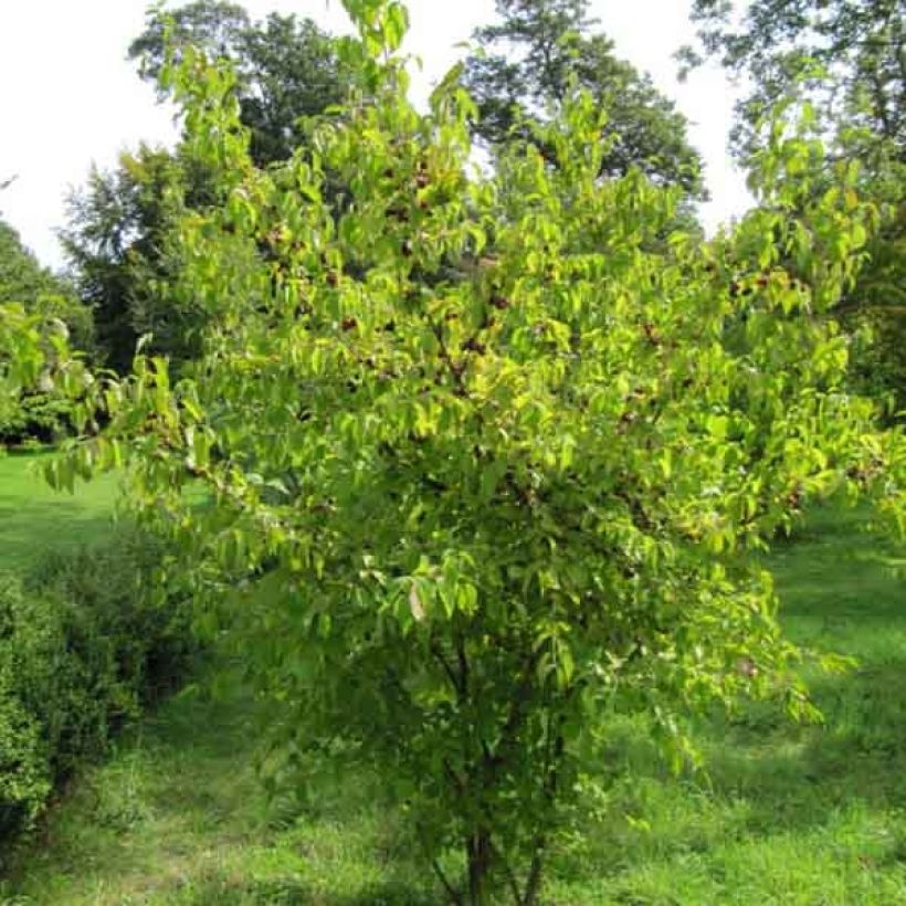 Cornus mas - Cornejo macho (Porte)