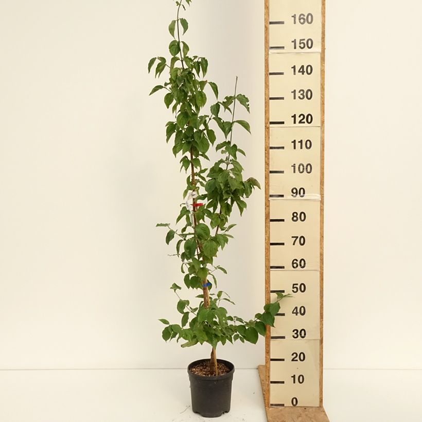 Ejemplar de Cornejo macho Nikołka - Cornus mas Maceta 4L/5L entregado en verano