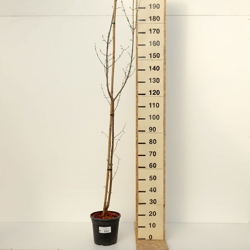 Cornejo macho Pancharevo - Cornus mas Maceta 7,5L/10LAltura de entrega aprox. 100/120cm Ejemplar entregado en invierno