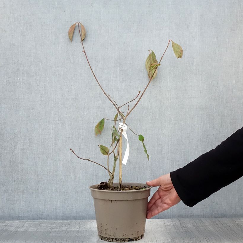 Ejemplar de Cornus kousa Norman Hadden Maceta 4L/5L entregado en otoño