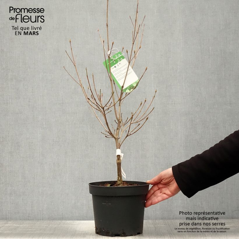Cornus kousa Norman Hadden Maceta 4L/5LAltura de entrega aprox. 40/60cm Ejemplar entregado en la primavera