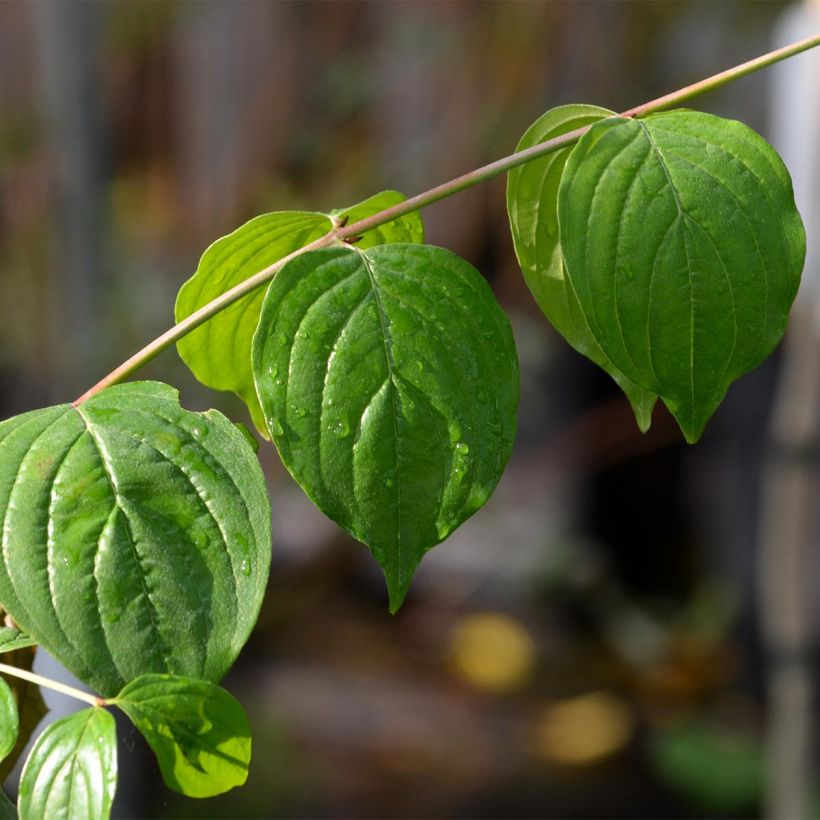 Cornus mas - Cornejo macho (Follaje)