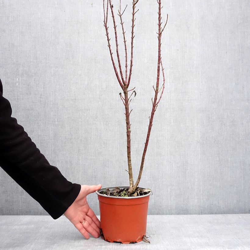 Cornus sanguinea Compressa - Cornejo rojo Maceta 3L/4L Ejemplar entregado en invierno