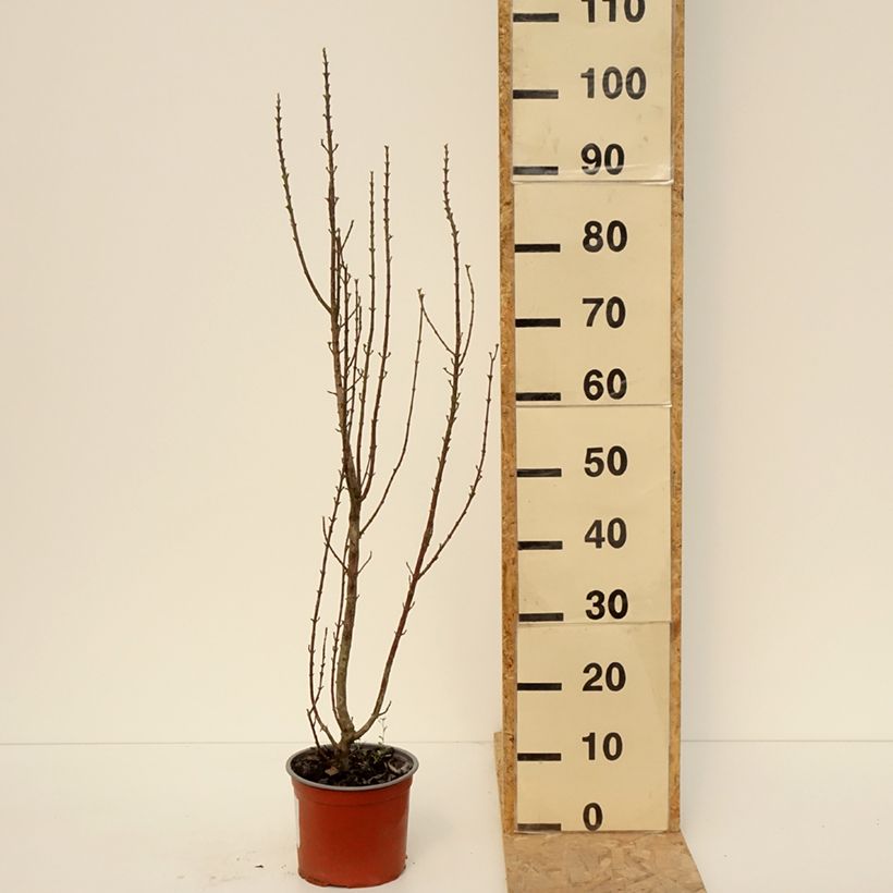 Cornus sanguinea Compressa - Cornejo rojo Maceta 3L/4LAltura de entrega aprox. 40/60cm Ejemplar entregado en la primavera
