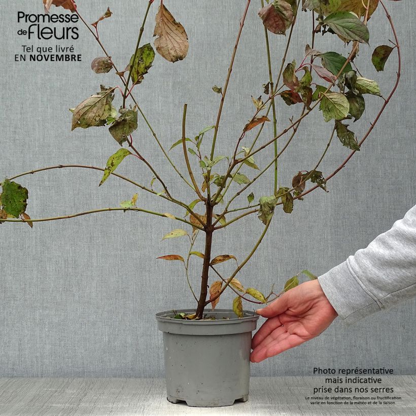 Ejemplar de Cornus sanguinea - Cornejo rojo Maceta 2L/3L entregado en otoño