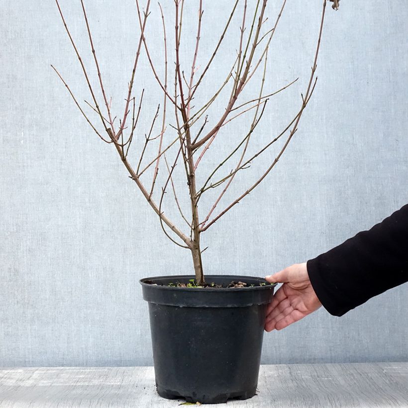 Ejemplar de Cornus sanguinea - Cornejo rojo Maceta 7,5L/10L entregado en otoño