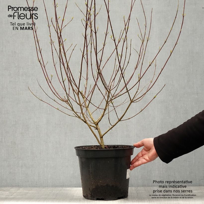 Cornus sanguinea - Cornejo rojo Maceta 7,5L/10L Ejemplar entregado en la primavera