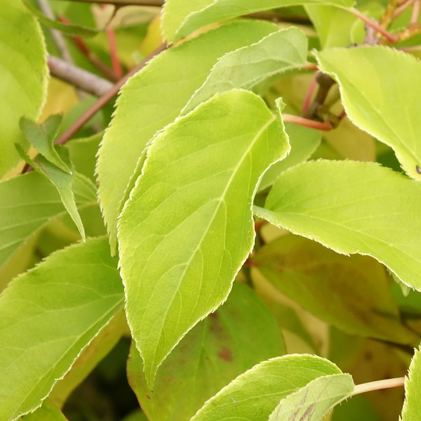Cornus sanguinea Magic Flame - Cornejo rojo (Follaje)