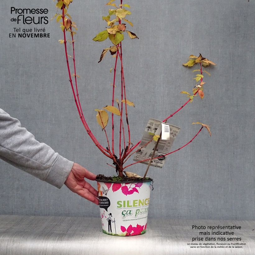 Ejemplar de Cornus sanguinea Magic Flame - Cornejo rojo Maceta 4L/5L entregado en otoño