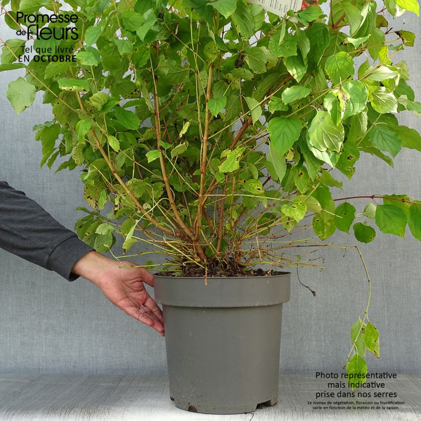 Ejemplar de Cornus sanguinea Mid Winter Fire - Cornejo rojo Maceta 6L/7L entregado en otoño