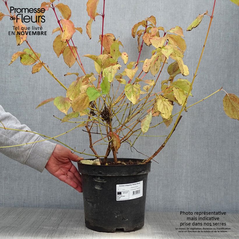 Ejemplar de Cornus sanguinea Winter Beauty - Cornejo rojo Maceta 7,5L/10L entregado en otoño