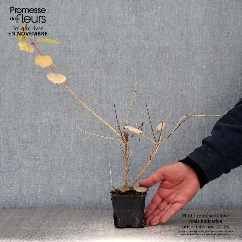 Ejemplar de Cornus sanguinea Winter Beauty - Cornejo rojo Maceta de 8/9 cm entregado en otoño