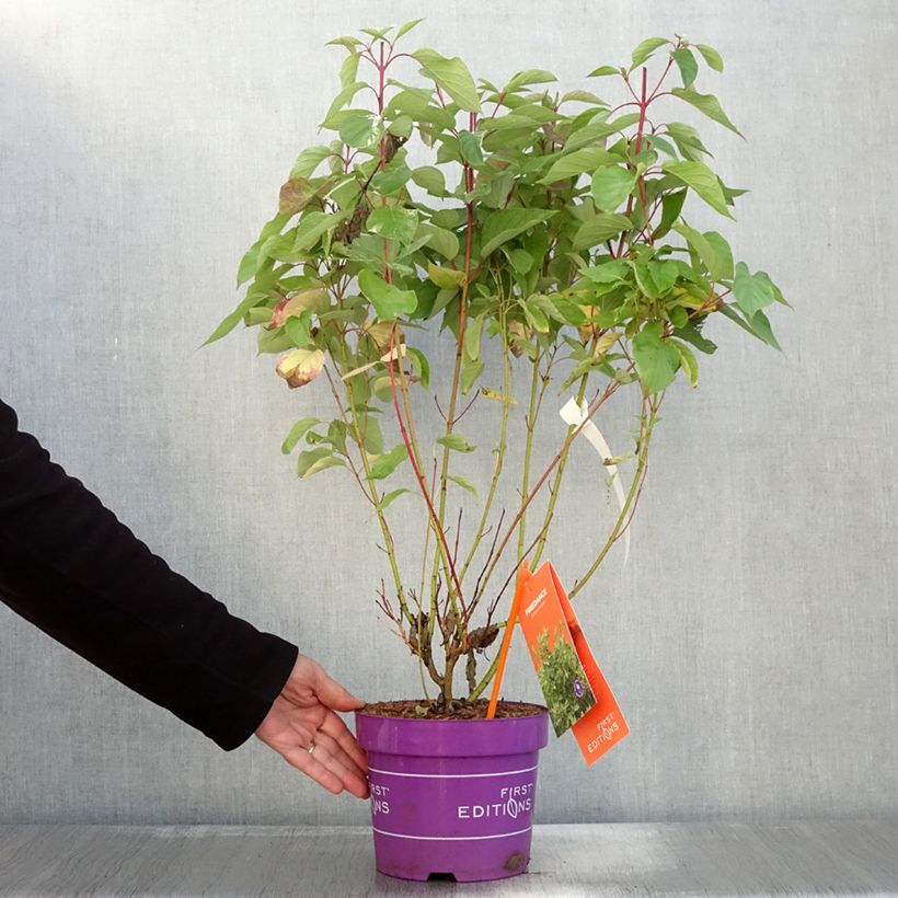 Ejemplar de Cornus sericea Firedance- Cornejo colorado de arroy Maceta 3L/4LAltura de entrega aprox. 30/40cm entregado en otoño