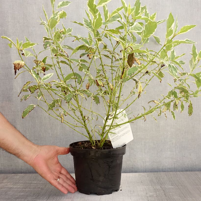 Ejemplar de Cornus sericea White Gold - Cornejo colorado de arroy Maceta 3L/4L entregado en verano