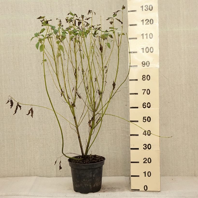 Ejemplar de Cornus sericea Flaviramea - Cornejo colorado de arroy Maceta 7,5L/10L entregado en otoño