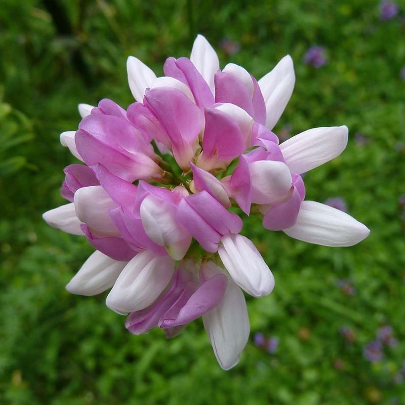 Coronilla varia - Coronilla rosa (Floración)