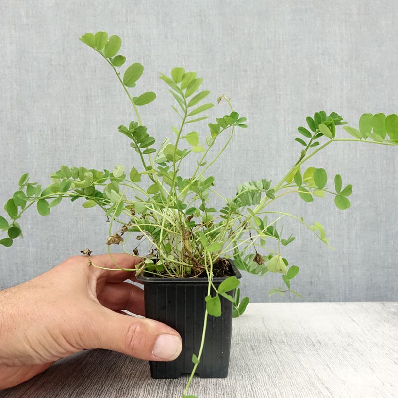 Ejemplar de Coronilla varia - Coronilla rosa Maceta de 8/9 cm entregado en otoño