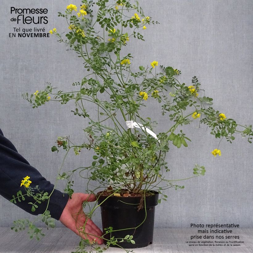 Ejemplar de Coronilla valentina subsp. glauca Citrina Maceta 3L/4L entregado en otoño