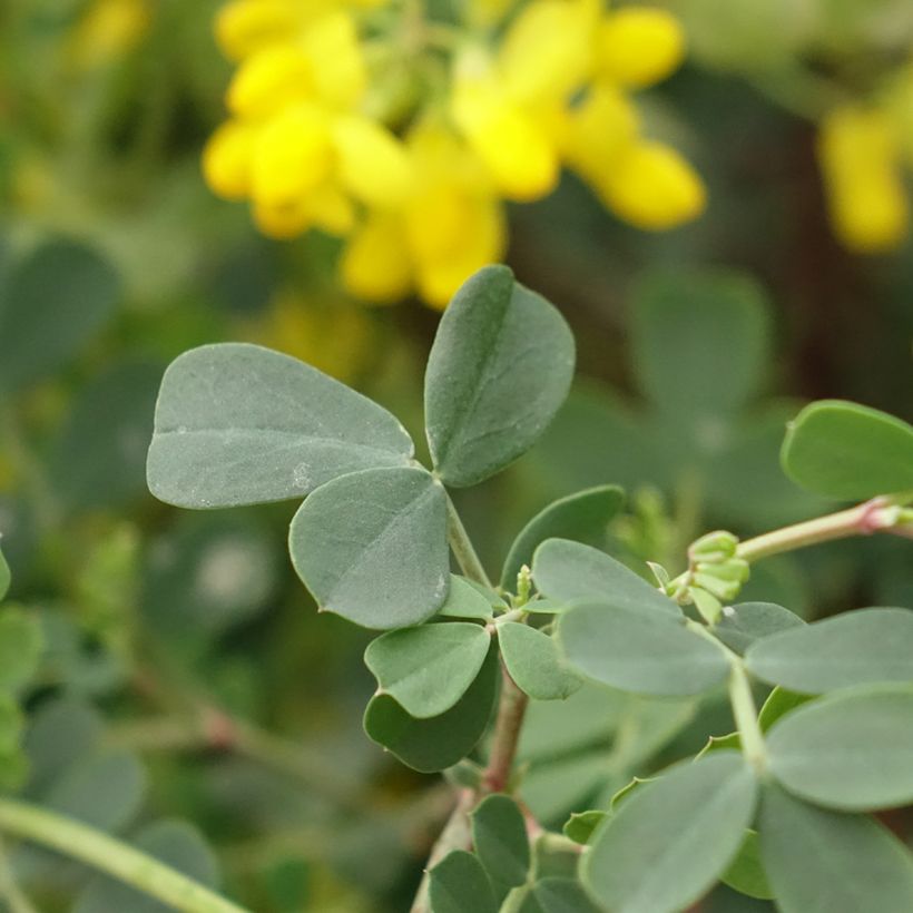 Coronilla valentina subsp. glauca Citrina (Follaje)