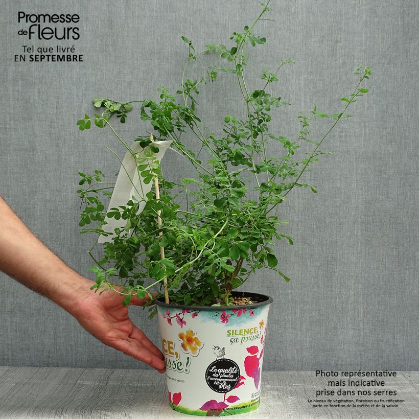 Ejemplar de Coronilla valentina subsp. glauca Sélection Maceta 4L/5L entregado en otoño