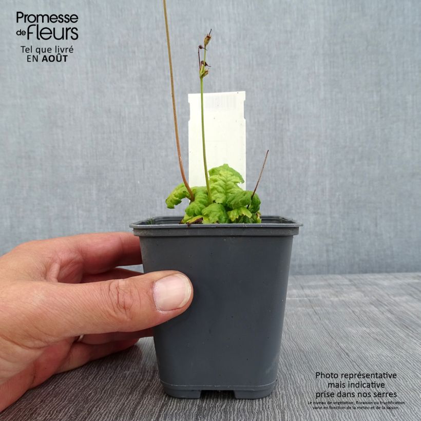 Ejemplar de Cortusa matthioli subsp. pekinensis Maceta de 8/9 cm entregado en verano