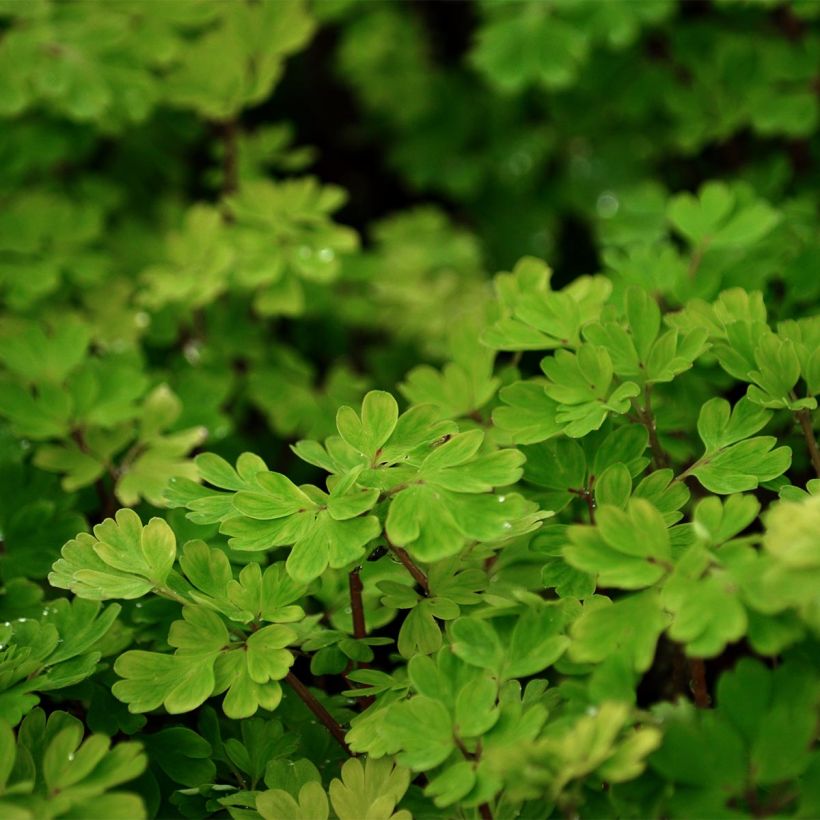 Ejemplo de ejemplar de Corydalis flexuosa - Corydale de Chine bleu vif Godet de 9cm tal y como se entrega
