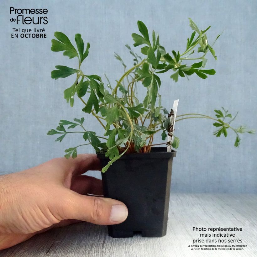 Ejemplar de Corydalis flexuosa Porcelain Blue Maceta de 8/9 cm entregado en otoño