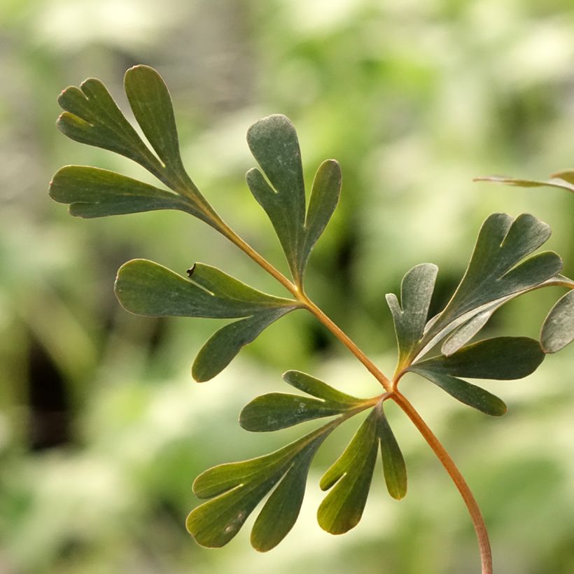 Corydalis flexuosa Porcelain Blue (Follaje)