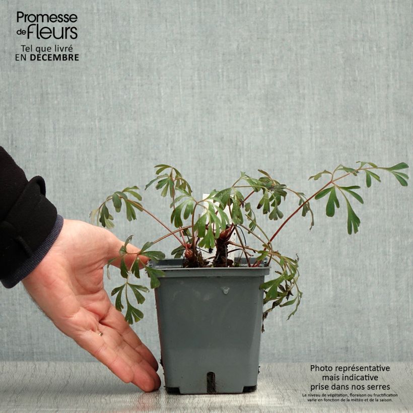 Corydalis flexuosa Porcelain Blue Maceta 1L/1,5L Ejemplar entregado en invierno