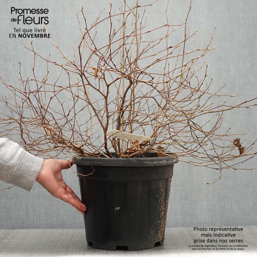 Ejemplar de Corylopsis pauciflora - Avellano de Japón Maceta 12L/15L entregado en otoño