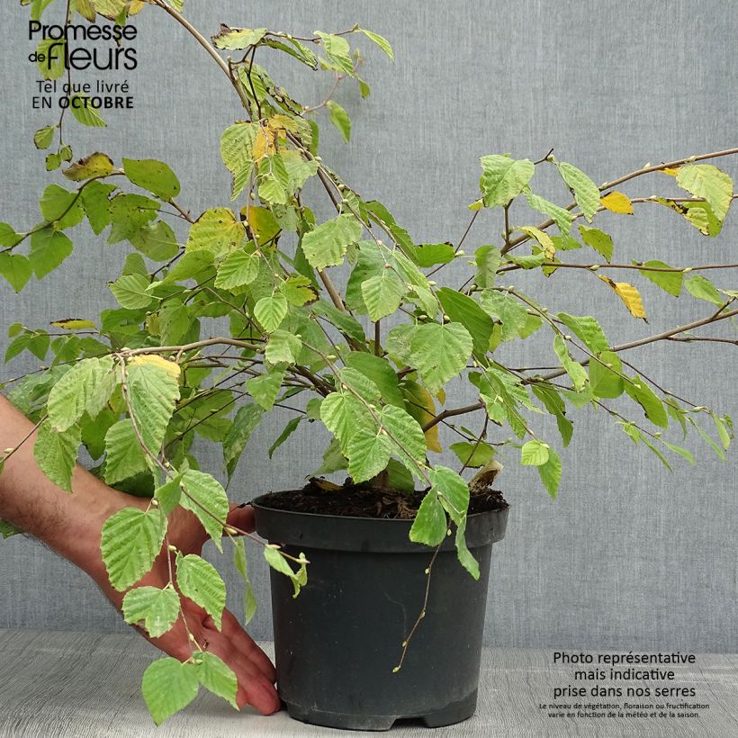 Ejemplar de Corylopsis pauciflora - Avellano de Japón Maceta 2L/3L entregado en otoño