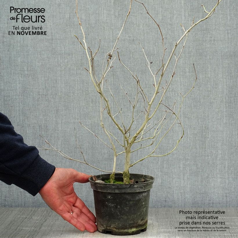 Ejemplar de Corylopsis Spring Purple - Avellano Maceta 2L/3L entregado en otoño
