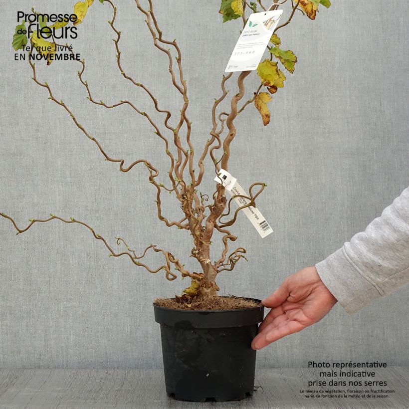 Ejemplar de Corylus avellana Medusa - Avellana Maceta 3L/4L entregado en otoño