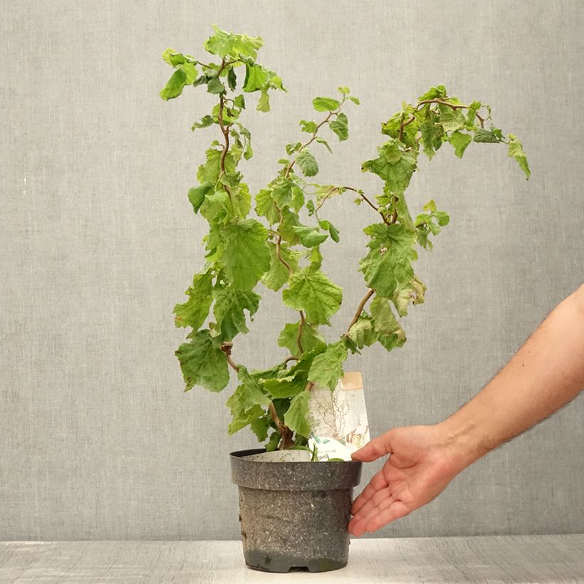 Ejemplar de Corylus avellana Medusa - Avellana Maceta 3L/4LAltura de entrega aprox. 60cm entregado en verano