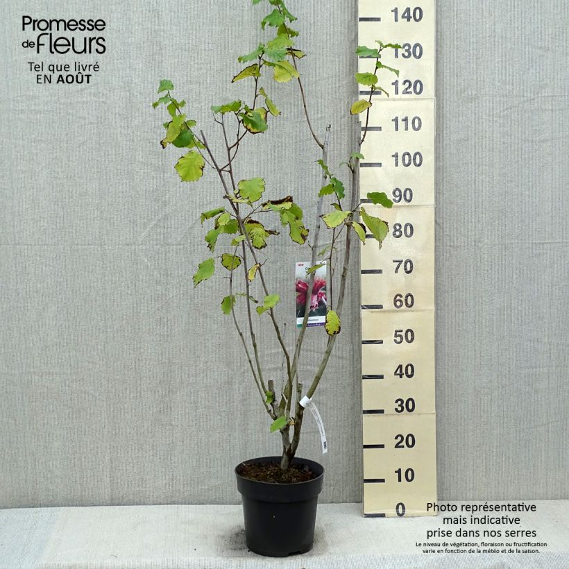 Ejemplar de Avellano de Lambert Juningia - Corylus maxima Maceta 4L/5LAltura de entrega aprox. 50/60cm entregado en verano