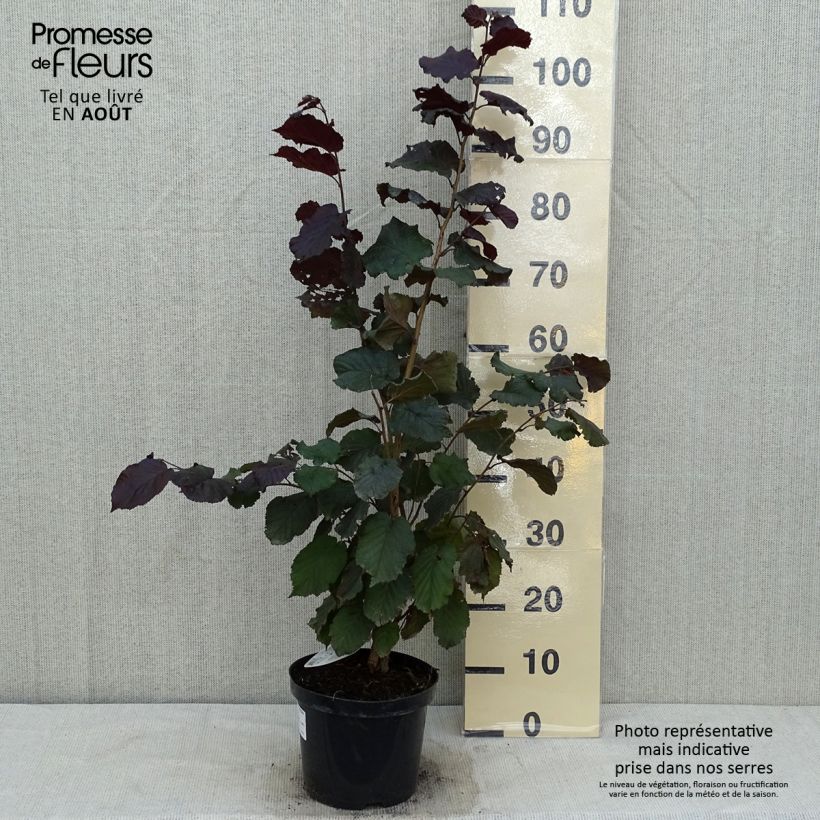 Ejemplar de Corylus maxima Purpurea - Avellana Maceta 3L/4LAltura de entrega aprox. 60/80cm entregado en verano