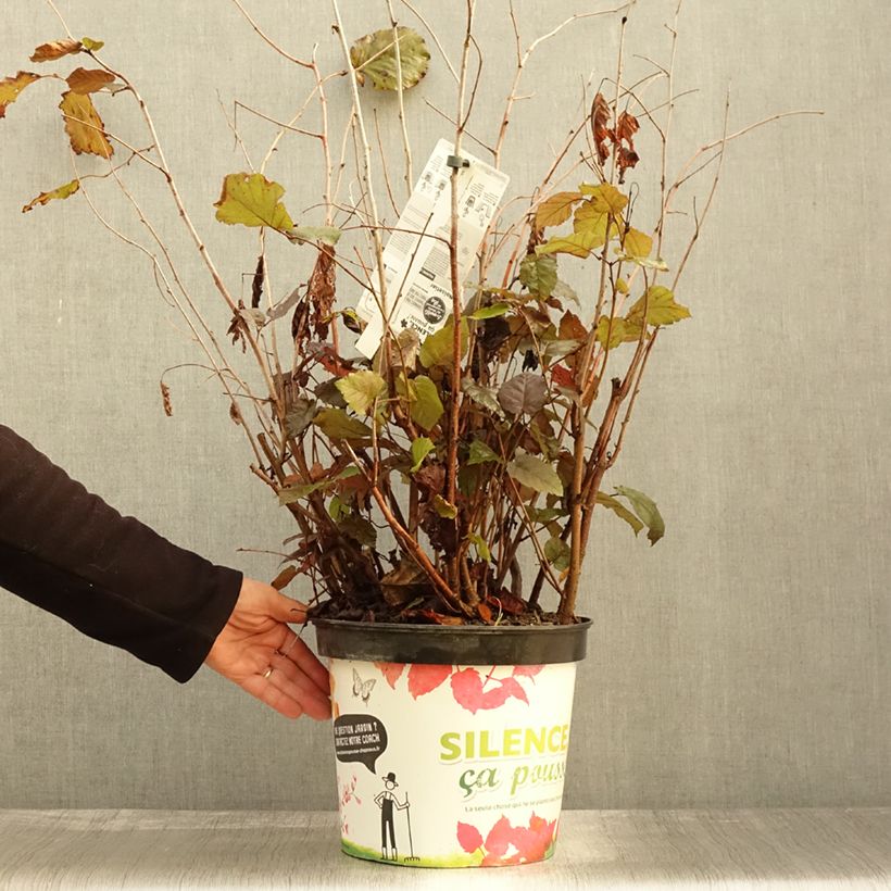 Ejemplar de Corylus maxima Purpurea - Avellana Maceta 7,5L/10L entregado en otoño