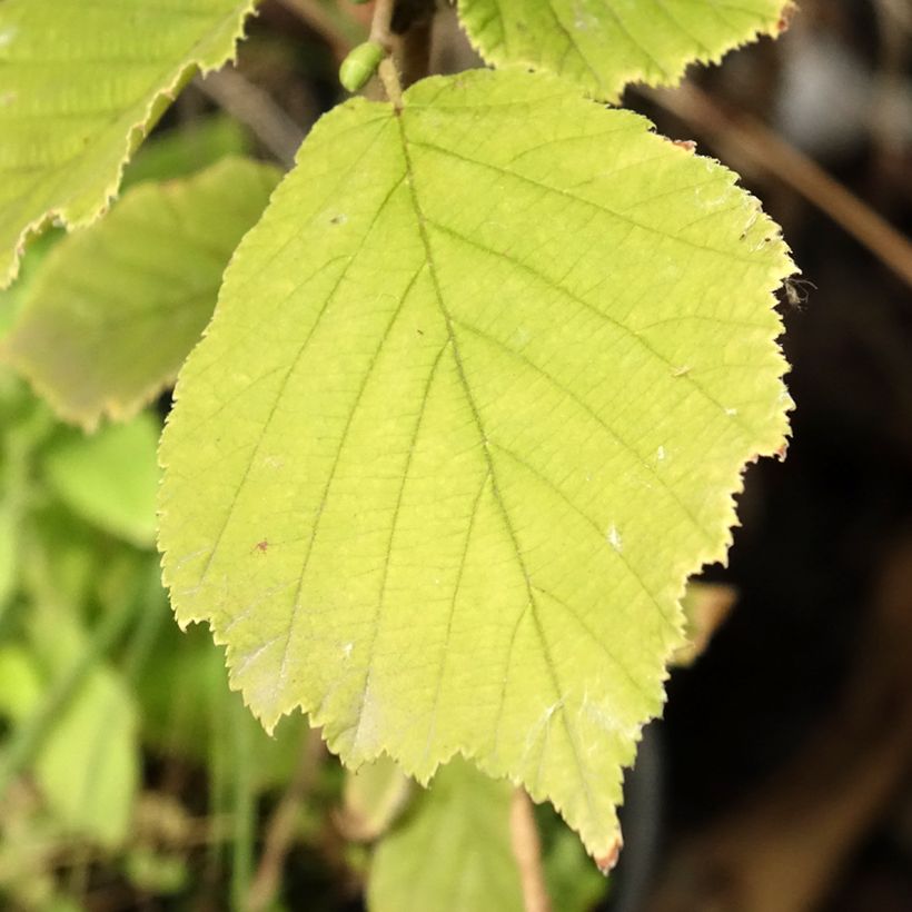 Avellano de Japon - Corylus sieboldiana (Follaje)