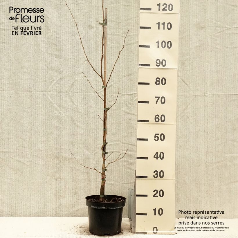 Avellano de Japon - Corylus sieboldiana Maceta 4L/5L Ejemplar entregado en invierno
