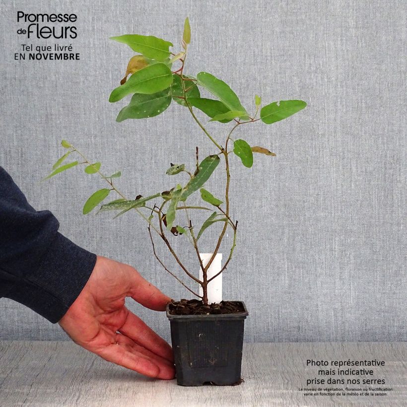 Ejemplar de Corymbia citriodora - Eucalipto limón Maceta de 8/9 cm entregado en otoño
