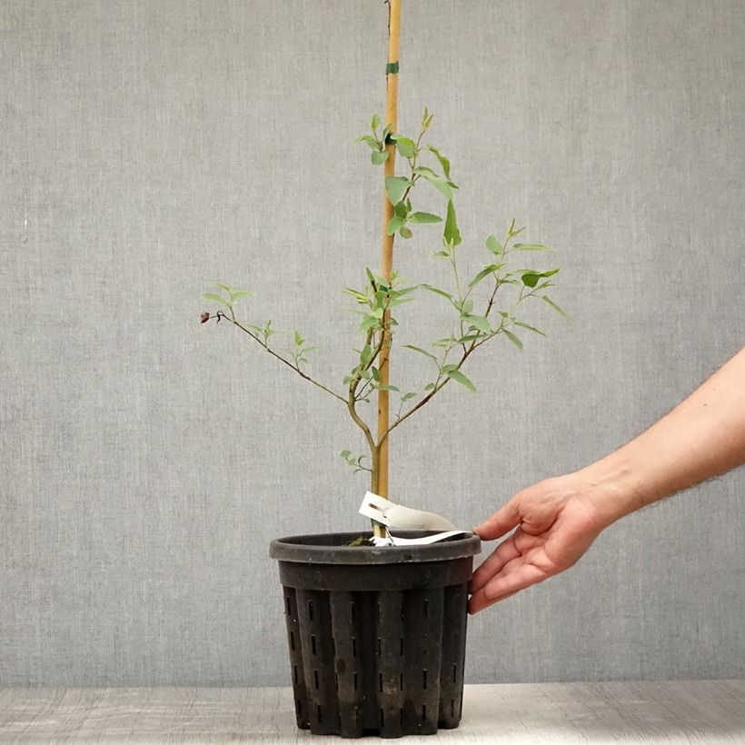 Ejemplar de Corymbia citriodora - Eucalipto limón Maceta 3L/4LAltura de entrega aprox. 30/40cm entregado en verano