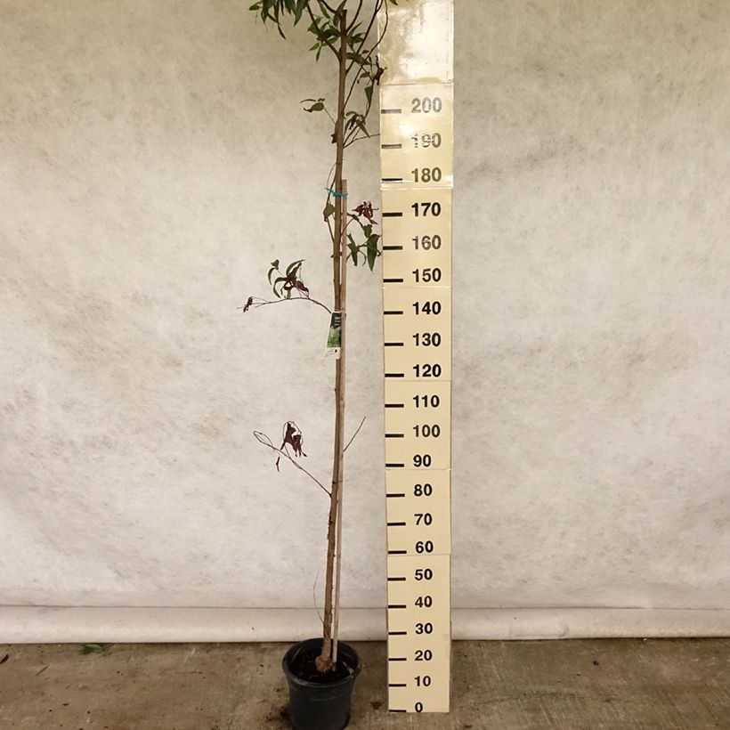 Ejemplar de Corymbia citriodora - Eucalipto limón Maceta 7,5L/10LAltura de entrega aprox. 170/200cm entregado en verano