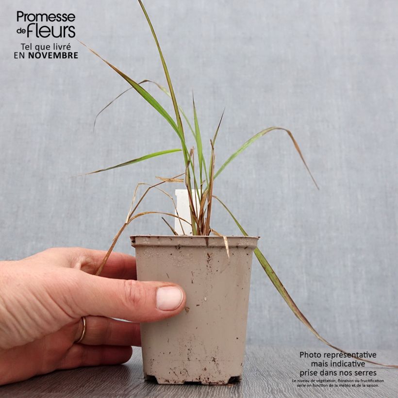 Ejemplar de Corynephorus canescens Spiky Blue Maceta de 8/9 cm entregado en otoño