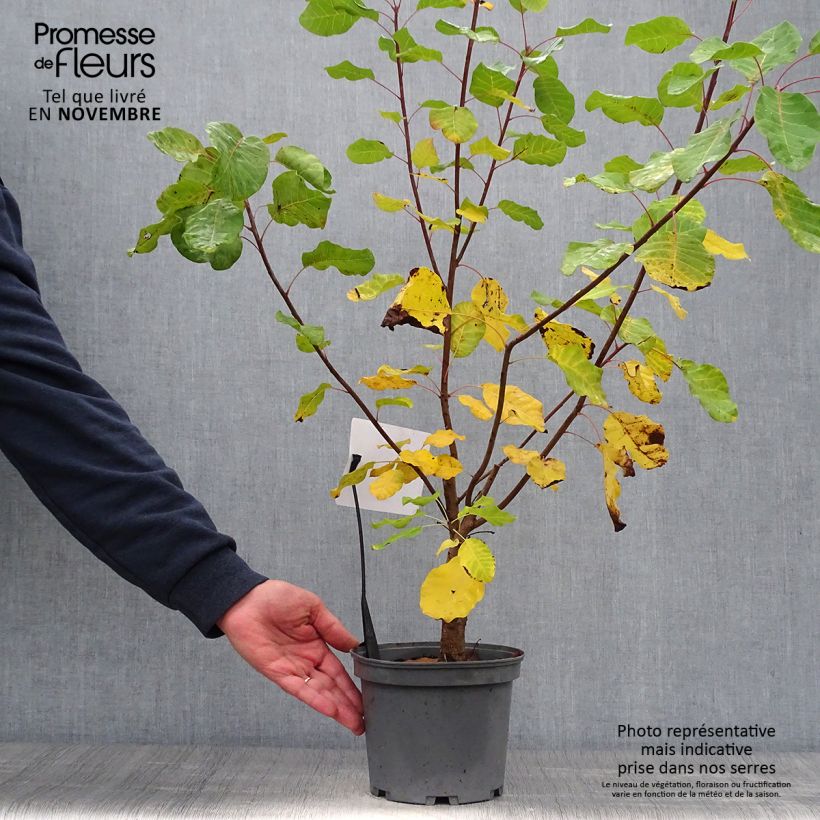 Ejemplar de Árbol de las pelucas - Cotinus coggygria Maceta 3L/4L entregado en otoño