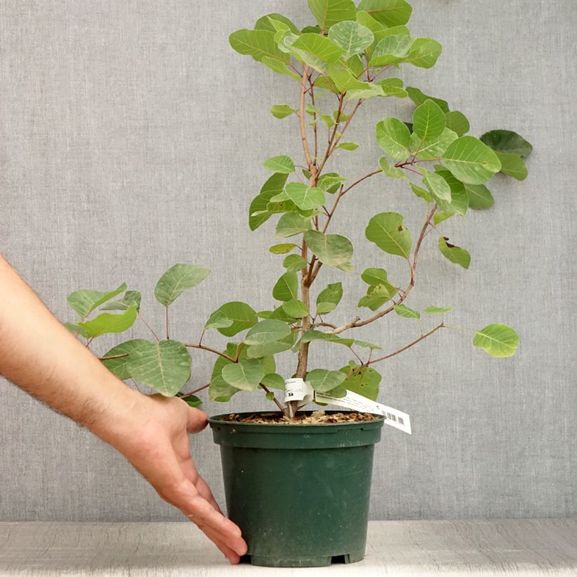 Ejemplar de Árbol de las pelucas - Cotinus coggygria Maceta 3L/4LAltura de entrega aprox. 30/40cm entregado en verano